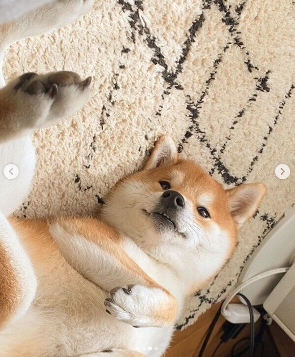 なんちゅう顔してんの 笑 まったりくつろぐ犬の フシギ可愛い表情 が笑える いぬのきもちweb Magazine